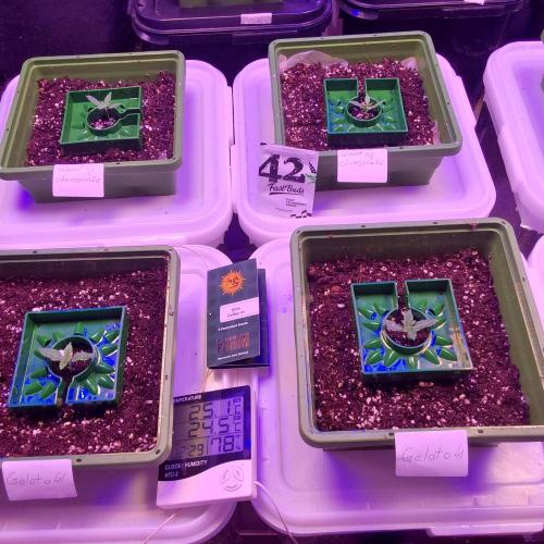 Visiting a Fairy Tale. Week 1 - Day 12