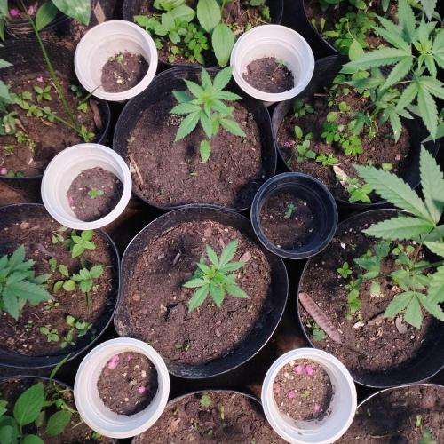 Abismo Kush. Week 0 - Até o presente 6 sementes germinaram. Elas ficam no meio de outras maiores