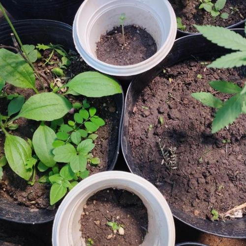 Abismo Kush. Week 0 - Nordeste tenho floração o ano todo, precisa de complemento de luz 