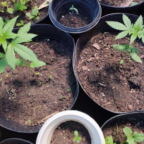 Abismo Kush. Week 0 - Esse primeiro vaso é pequeno e bom para germinar. 