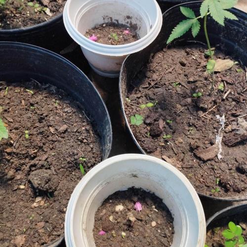 Abismo Kush. Week 0 - Solo orgânico de compostagem e água até agora. 