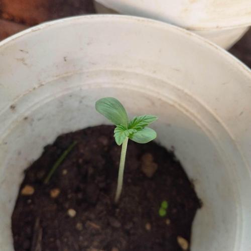 Abismo Kush. Week 0