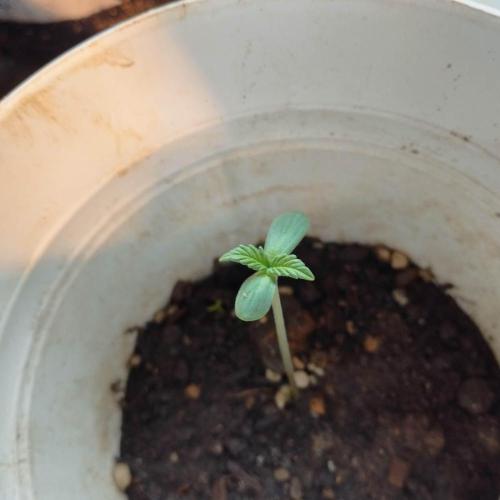 Abismo Kush. Week 0