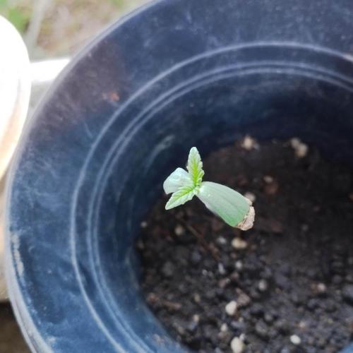 Abismo Kush. Week 0