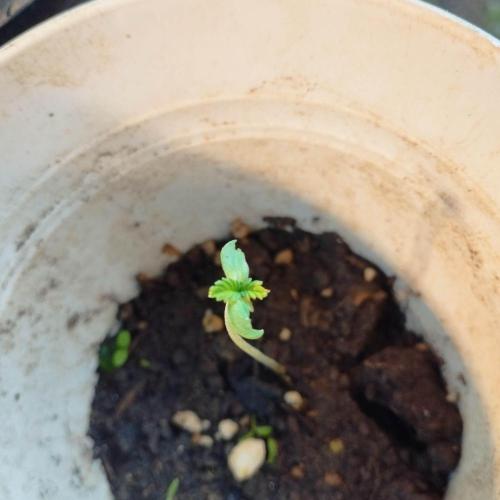 Abismo Kush. Week 0