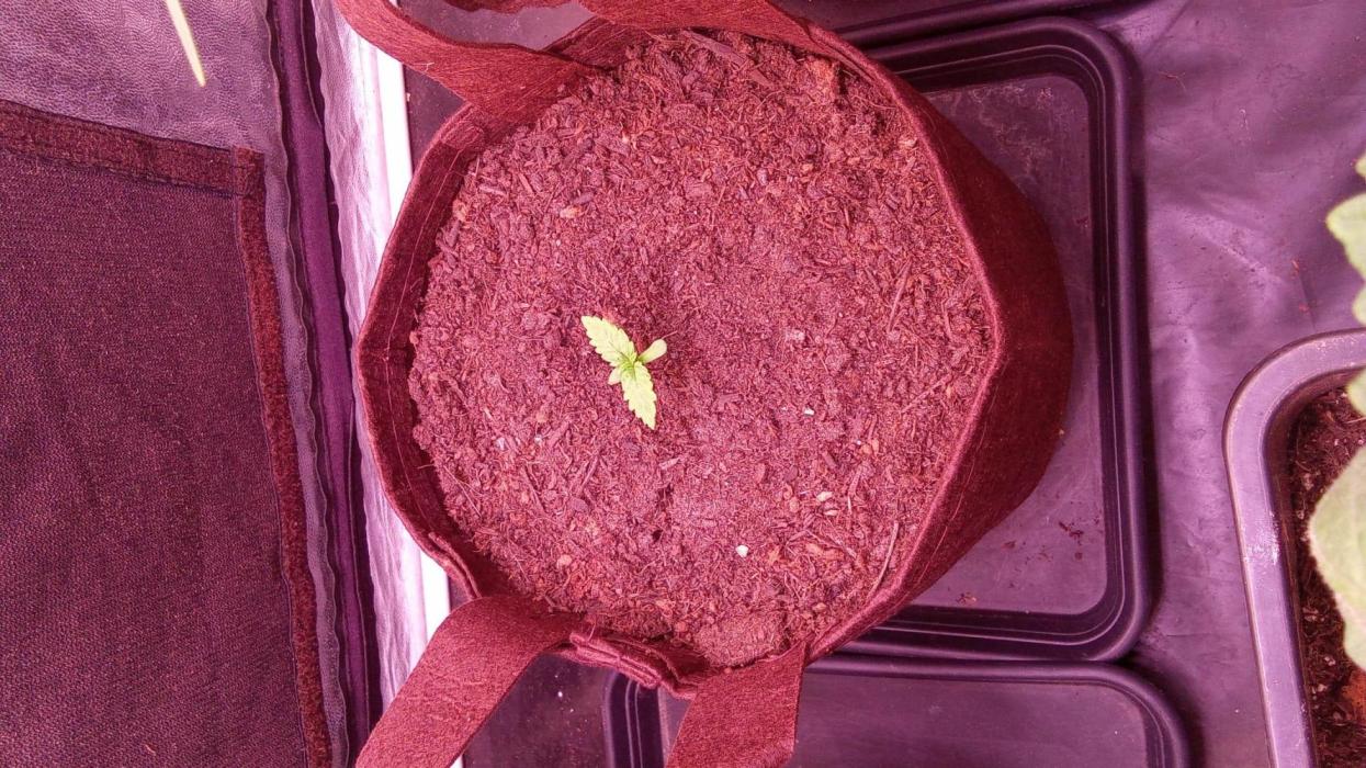 Seed supplier Projekt. Week 1