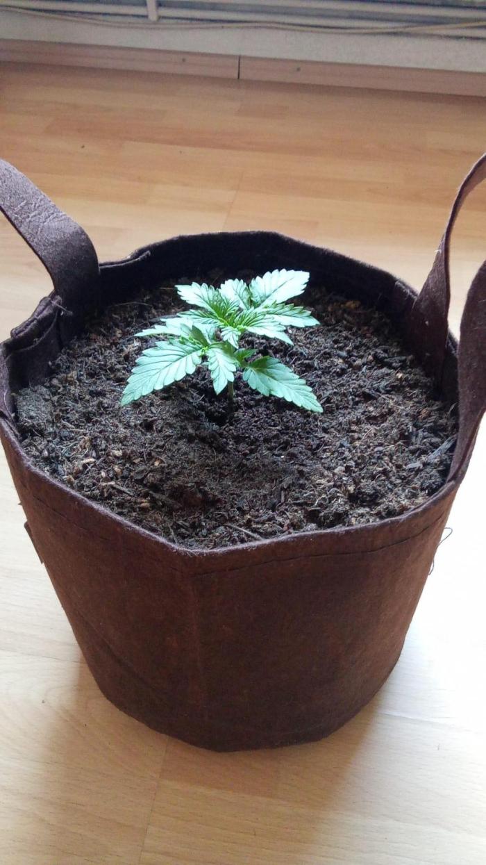 Seed supplier Projekt. Week 2