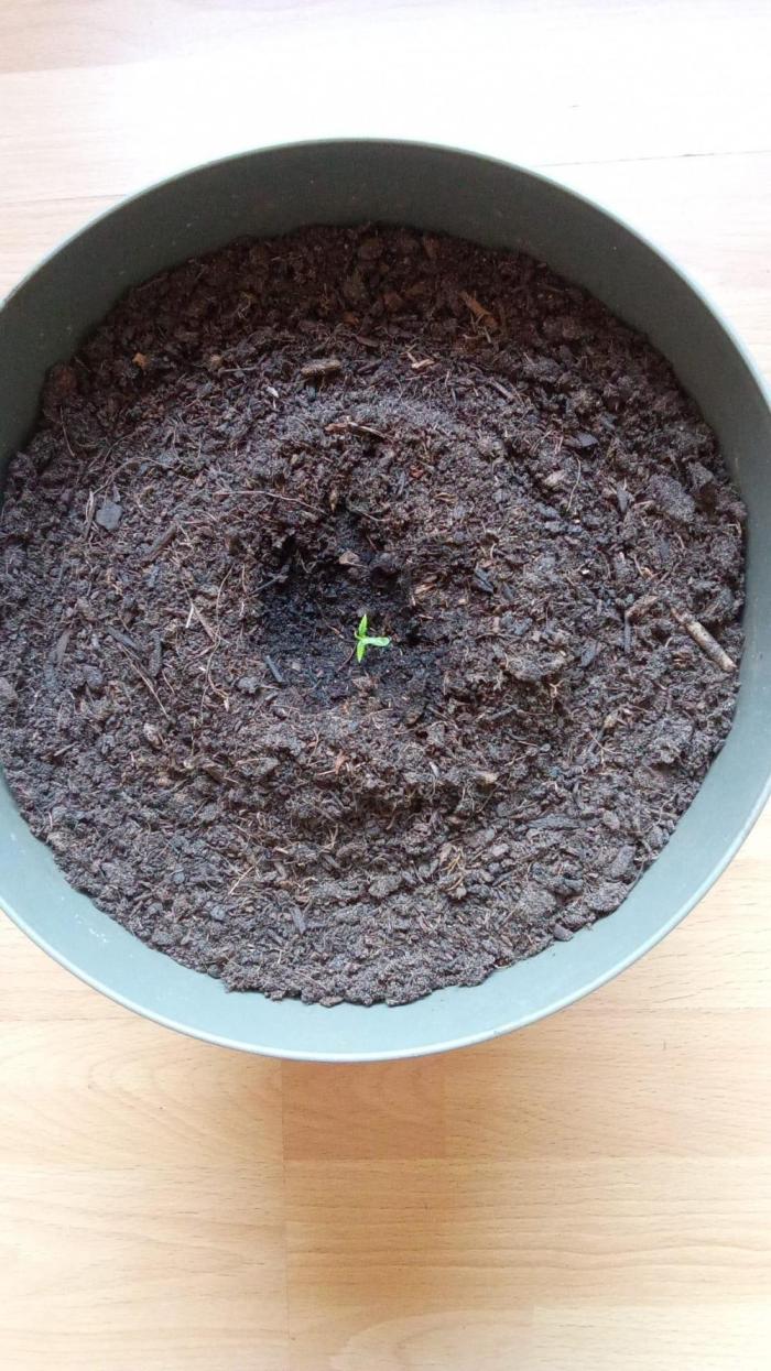 Seed supplier Projekt. Week 1
