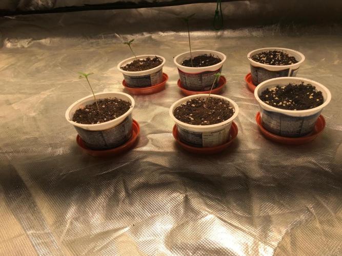 Remote growing Stardawg and Blue Dominia. Week 0 - 6 Stardawg went in, but only 4 germinated.  I’m blaming the Gardner.