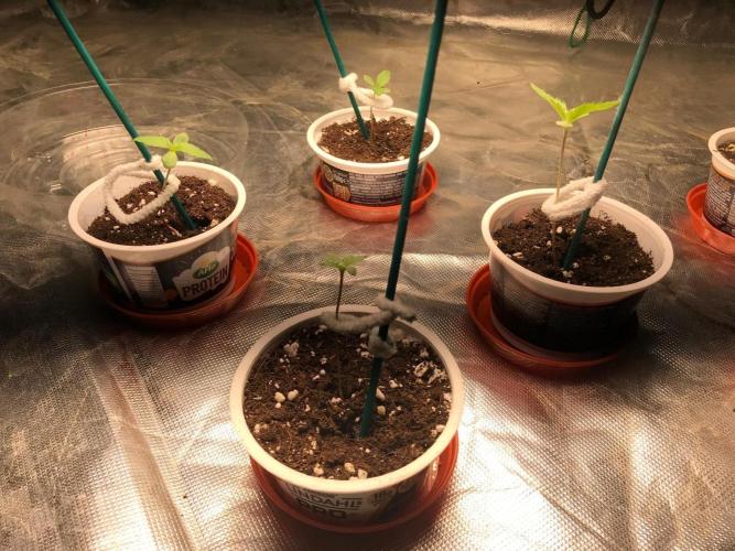 Remote growing Stardawg and Blue Dominia. Week 0 - Bit leggy to me