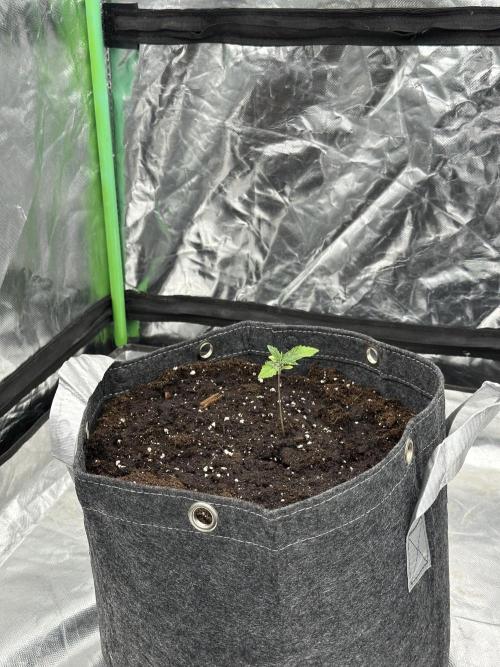 Remote growing Stardawg and Blue Dominia. Week 0 - Couldn’t wait and slammed them in 5gal fabric pots