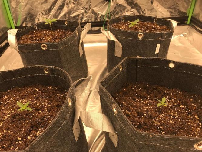 Remote growing Stardawg and Blue Dominia. Week 0