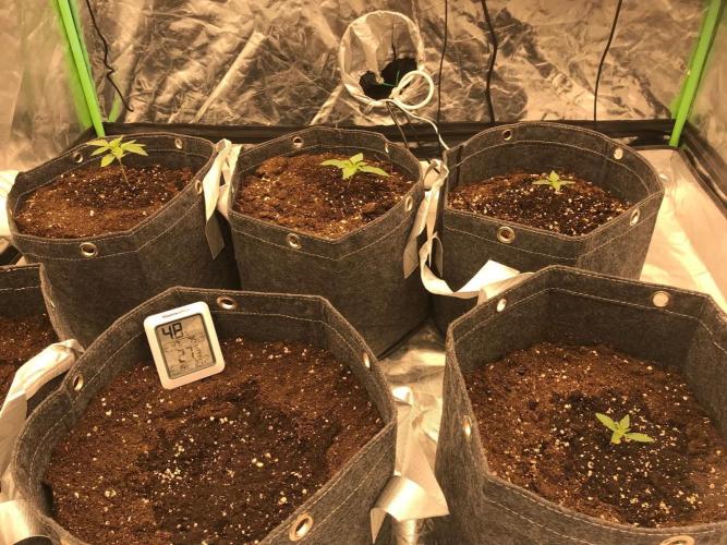 Remote growing Stardawg and Blue Dominia. Week 0 - Early readings