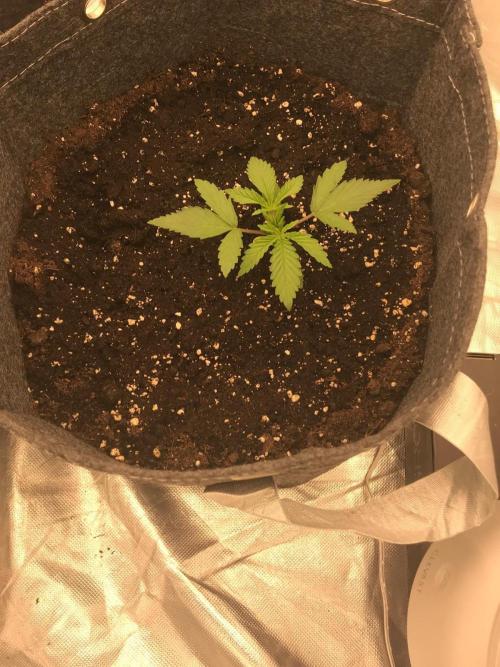 Remote growing Stardawg and Blue Dominia. Week 1