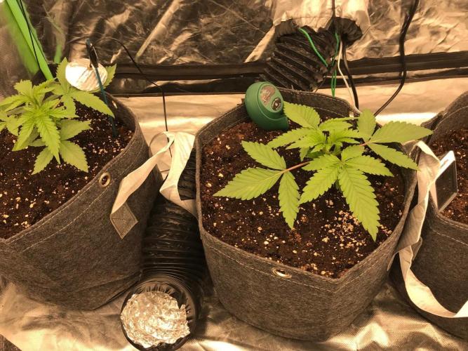 Remote growing Stardawg and Blue Dominia. Week 1