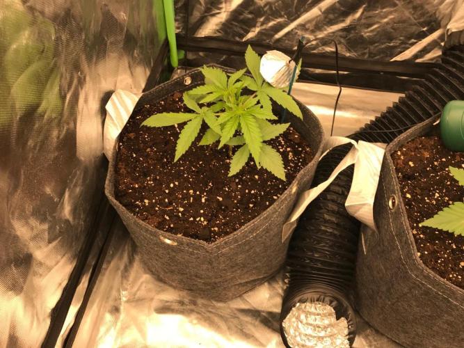 Remote growing Stardawg and Blue Dominia. Week 1