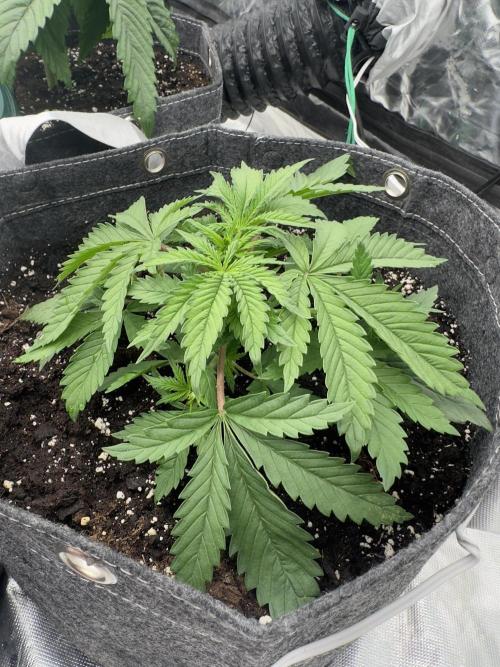 Remote growing Stardawg and Blue Dominia. Week 2