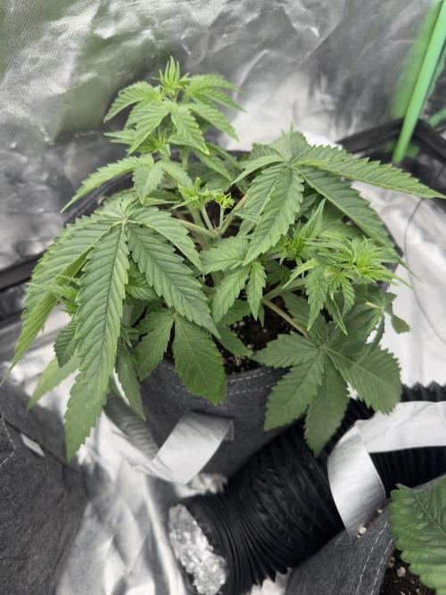 Remote growing Stardawg and Blue Dominia. Week 2