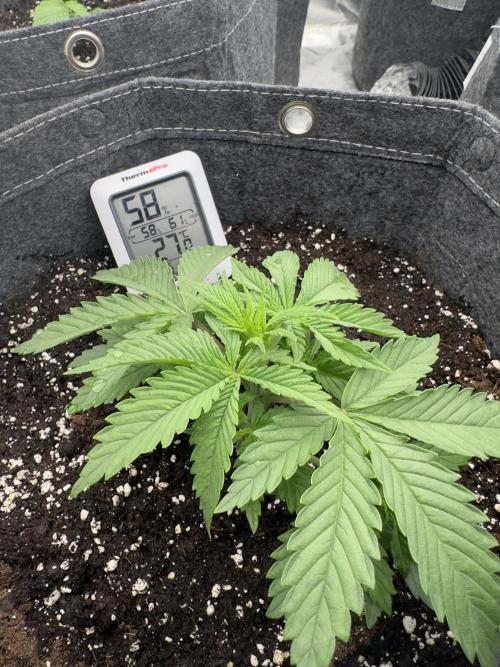 Remote growing Stardawg and Blue Dominia. Week 2 - Hi and lows not good but sensor on wet soil I guess 