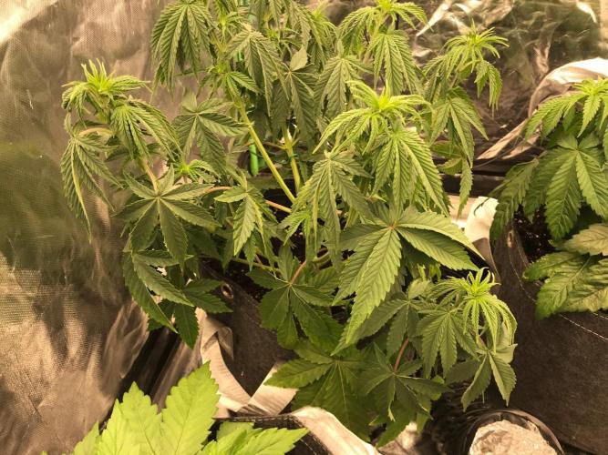 Remote growing Stardawg and Blue Dominia. Week 3 - Bit of wire training 