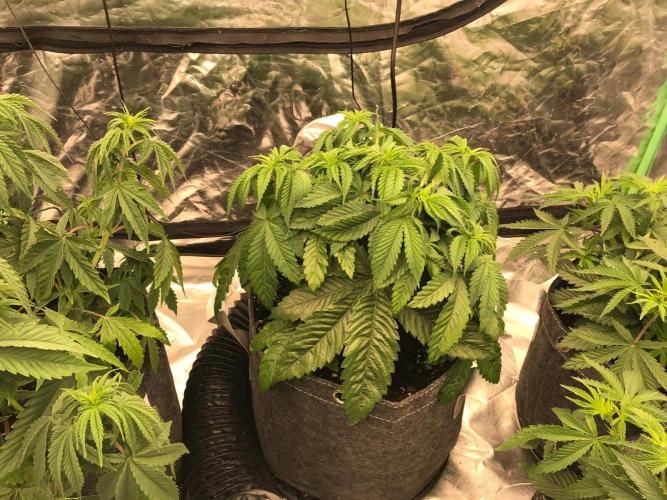 Remote growing Stardawg and Blue Dominia. Week 3