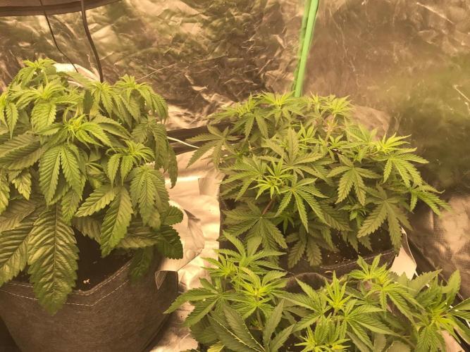 Remote growing Stardawg and Blue Dominia. Week 3