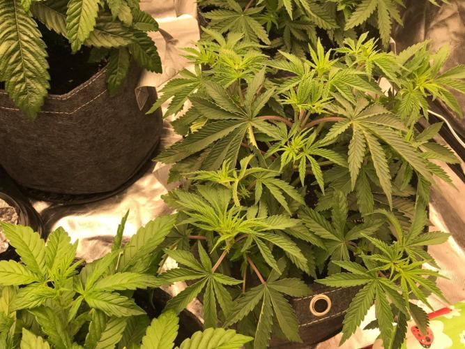 Remote growing Stardawg and Blue Dominia. Week 3