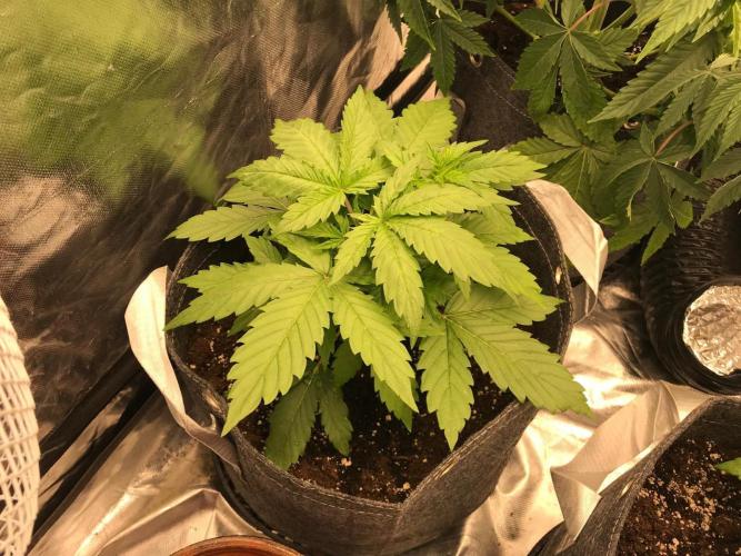 Remote growing Stardawg and Blue Dominia. Week 3