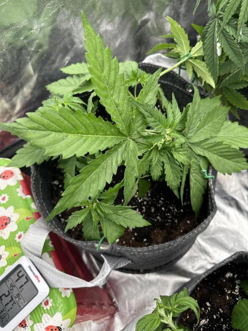 Remote growing Stardawg and Blue Dominia. Week 4