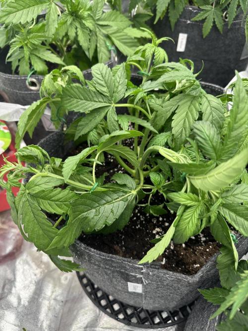 Remote growing Stardawg and Blue Dominia. Week 4