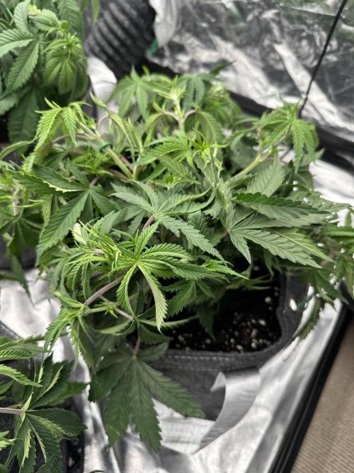 Remote growing Stardawg and Blue Dominia. Week 4