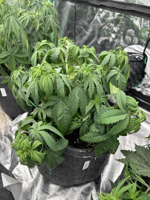 Remote growing Stardawg and Blue Dominia. Week 4