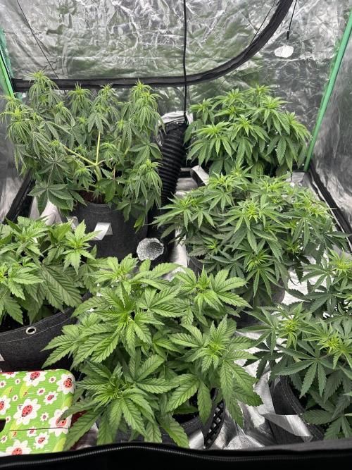 Remote growing Stardawg and Blue Dominia. Week 5