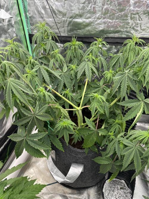 Remote growing Stardawg and Blue Dominia. Week 5