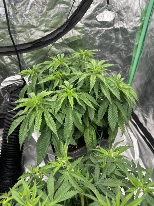 Remote growing Stardawg and Blue Dominia. Week 5