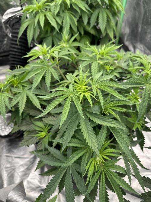 Remote growing Stardawg and Blue Dominia. Week 5