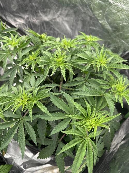 Remote growing Stardawg and Blue Dominia. Week 5