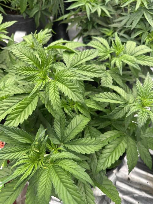 Remote growing Stardawg and Blue Dominia. Week 5