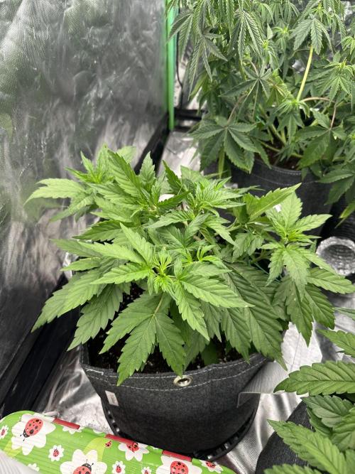 Remote growing Stardawg and Blue Dominia. Week 5