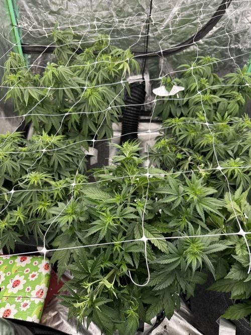 Remote growing Stardawg and Blue Dominia. Week 5 - He netted it 😂
I use the term lightly but it’s better than nothing right