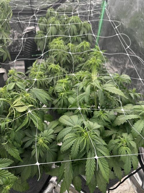 Remote growing Stardawg and Blue Dominia. Week 6