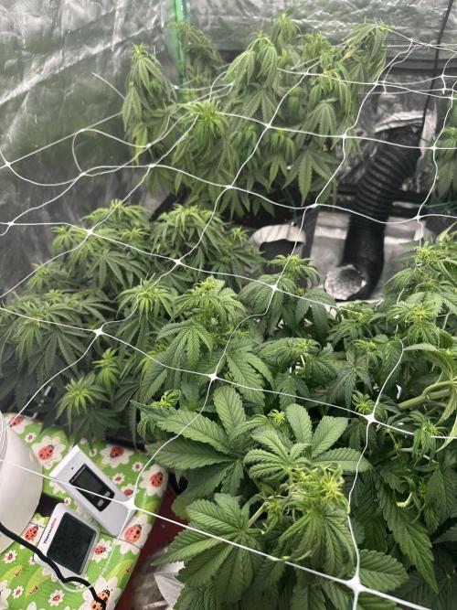 Remote growing Stardawg and Blue Dominia. Week 6