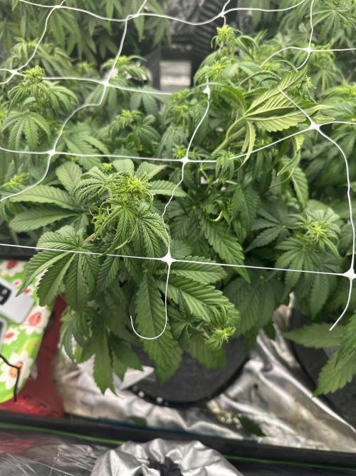 Remote growing Stardawg and Blue Dominia. Week 6