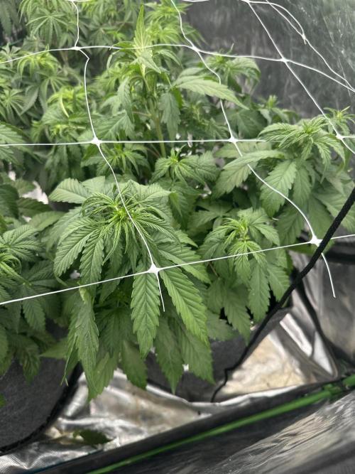 Remote growing Stardawg and Blue Dominia. Week 6