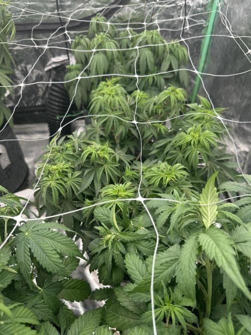 Remote growing Stardawg and Blue Dominia. Week 6