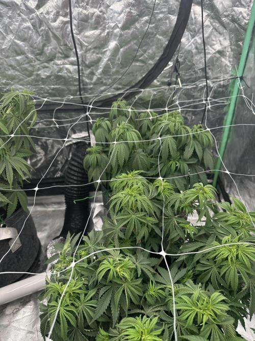 Remote growing Stardawg and Blue Dominia. Week 6