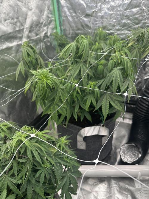 Remote growing Stardawg and Blue Dominia. Week 6