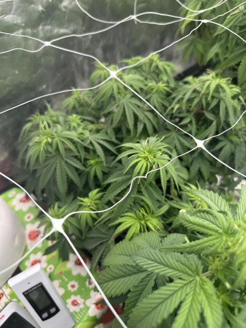 Remote growing Stardawg and Blue Dominia. Week 6