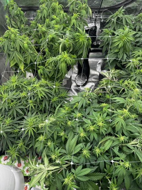 Remote growing Stardawg and Blue Dominia. Week 6 - Better shot after a bit of moving 