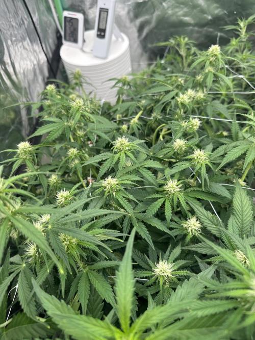 Remote growing Stardawg and Blue Dominia. Week 7 - This autos ahead of the other it seems? 